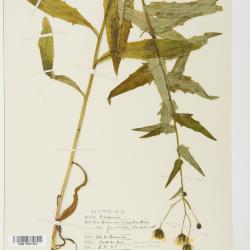 Hieracium umbellatum