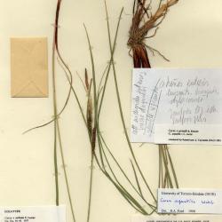 Carex aquatilis