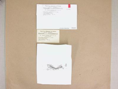 Frullania inconstans