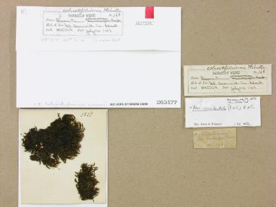 Bucklandiella heterosticha