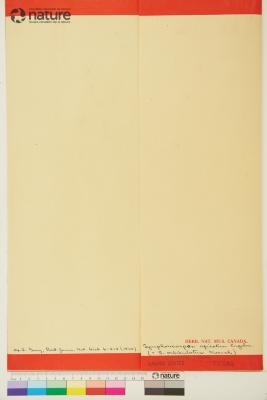 Symphoricarpos Duhamel