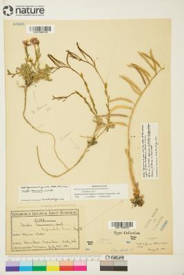 Boechera drepanoloba