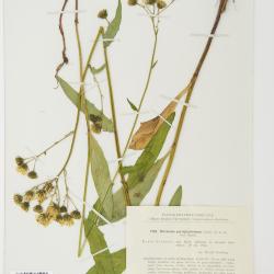 Hieracium parviglandulosum