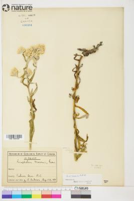 Pseudognaphalium macounii