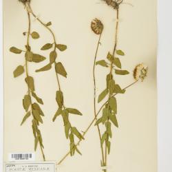 Brickellia monocephala