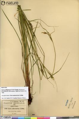 Carex anisostachys