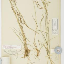 Poa pratensis
