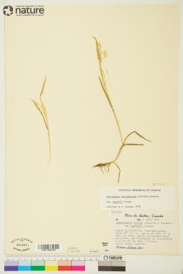 Vahlodea atropurpurea