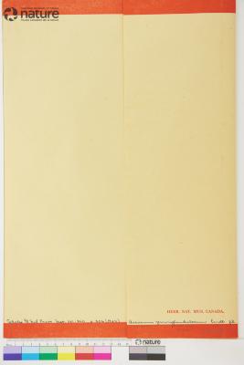 Hieracium parviglandulosum