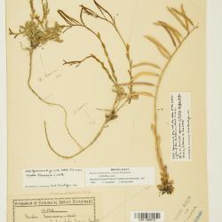 Boechera drepanoloba