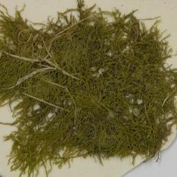 Drepanocladus polycarpos