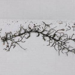 Frullania inconstans