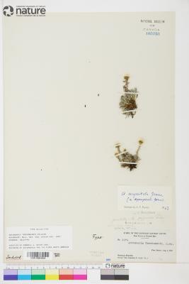 Antennaria monocephala