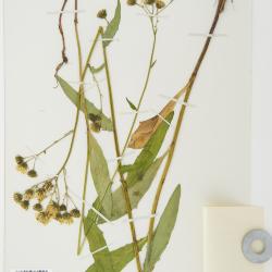 Hieracium parviglandulosum