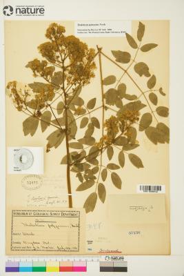 Thalictrum pubescens