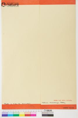 Carex borealipolaris