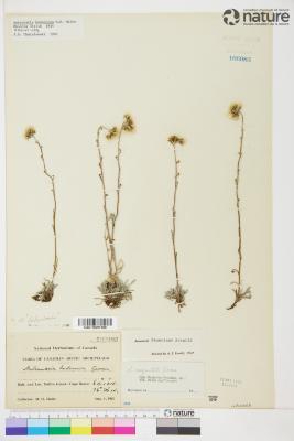 Antennaria monocephala