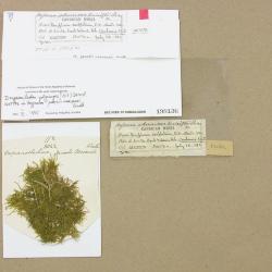 Drepanocladus polycarpos