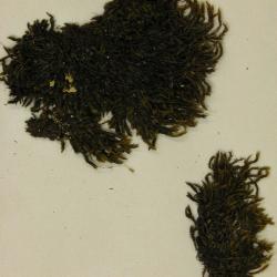 Bucklandiella heterosticha