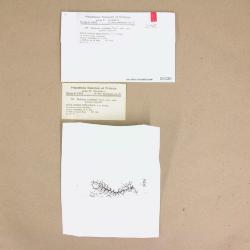 Frullania inconstans