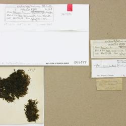 Bucklandiella heterosticha