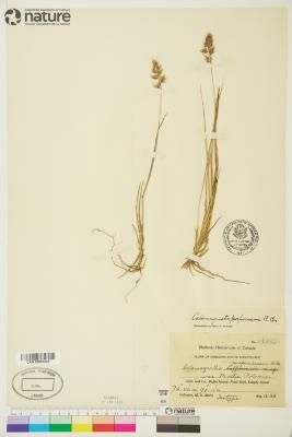 Calamagrostis purpurascens