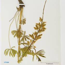 Lupinus L.