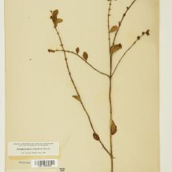 Symphoricarpos Duhamel