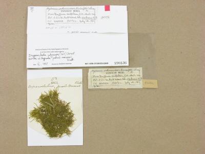 Drepanocladus polycarpos