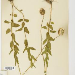 Brickellia monocephala