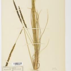 Muhlenbergia Schreb.