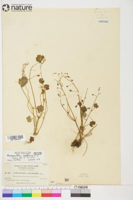 Romanzoffia californica