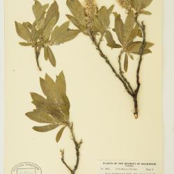 Salix barrattiana