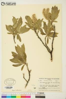 Salix barrattiana