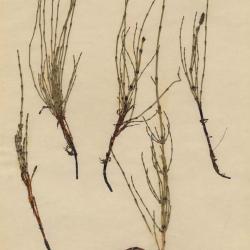 Equisetum palustre