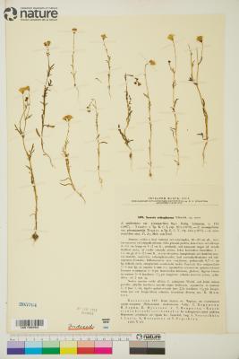 Senecio salsuginosus