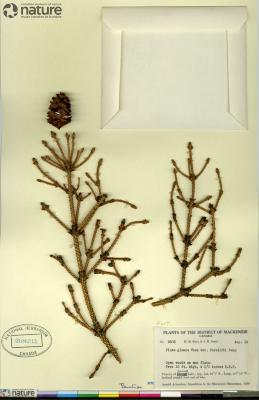 Picea glauca