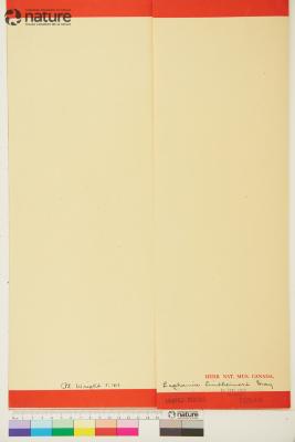 Laphamia lindheimeri