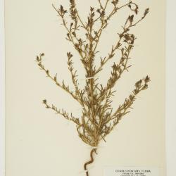 Cordylanthus parviflorus