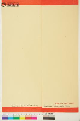 Dioscorea Plum. ex L.