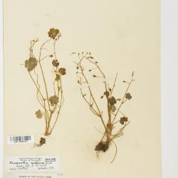 Romanzoffia californica