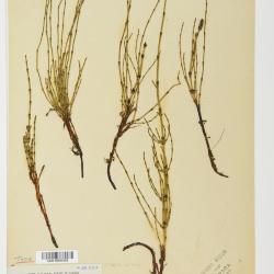 Equisetum palustre