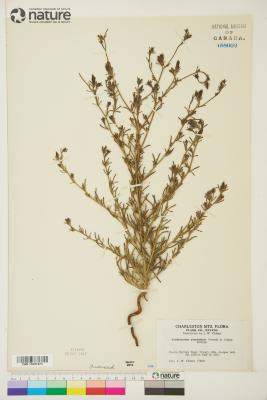 Cordylanthus parviflorus