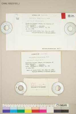 Pertusaria glaucomela