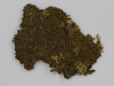 Gongylanthus muelleri