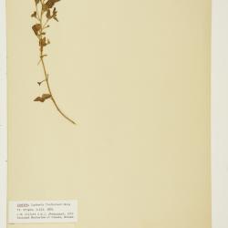 Laphamia lindheimeri