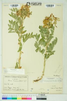 Astragalus americanus