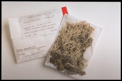 Cladonia rangiferina