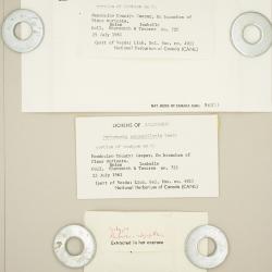 Pertusaria glaucomela