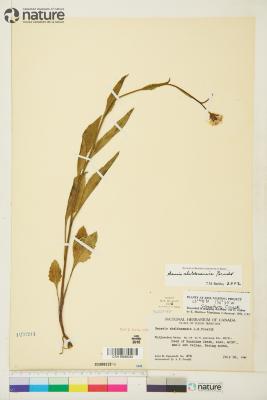 Senecio sheldonensis